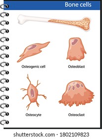 Anatomie menschlicher Knochenzellen