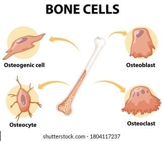 Human bone cells anatomy illustration