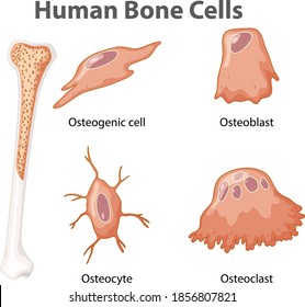 Human Bone Cells Anatomy Illustration