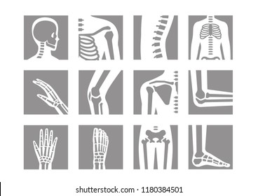 human bone and joint icon set