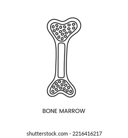 Human bone marrow anatomical icon line in vector, analysis of biomaterial.