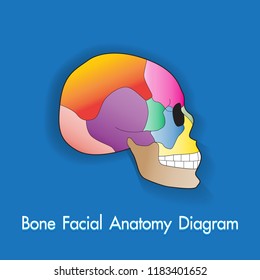 The human bone skull anatomy chart for learning