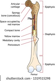 Human Bone Structure