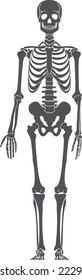 Human bone structure. Black skeleton silhouette. Medical illustration