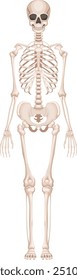 Human bone structure. Skeleton anatomy front view