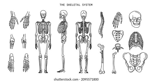 El sistema óseo humano. Diagrama de esbozo de líneas aisladas de anatomía. Calavera, esqueleto de pie