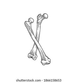 The human bones. Can be used as a sketch of a tattoo.