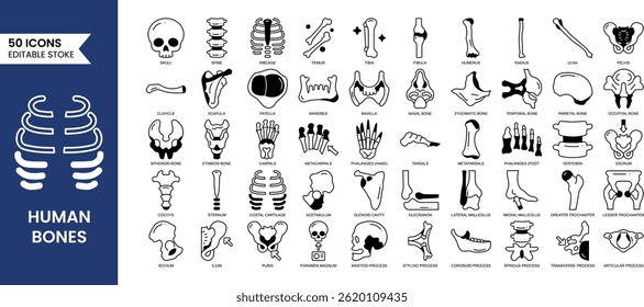 Ícone editável Human Bones definido no estilo duotônico. Inclui crânio, coluna, caixa torácica, sacro, fíbula e muito mais. Ilustração vetorial