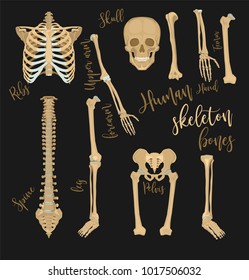 Human bones images. Medical set in realistic style. Vector illustration in beige color isolated on a dark grey background.