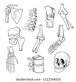 Human bones and joints sketch. Drawing parts of human skeleton, connection between bones in the body. Vector illustration isolated on white background