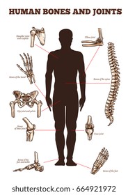 Human bones and joints vector medical anatomy poster with skeletal body parts icons of spine, shoulder and scapula or elbow, arm and hand wrist with fingers, hip pelvis and knee or leg and foot ankle