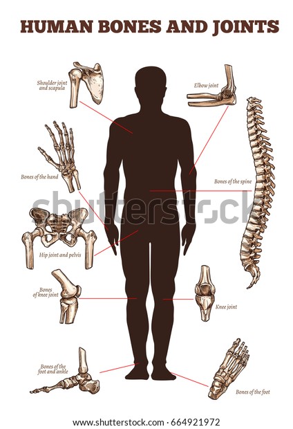 Human Bones Joints Vector Medical Anatomy Stock Vector (royalty Free 