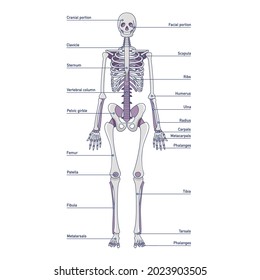 Human bones names anatomical model isolated vector illustration. Front view of skeleton system witch titles design element.	
