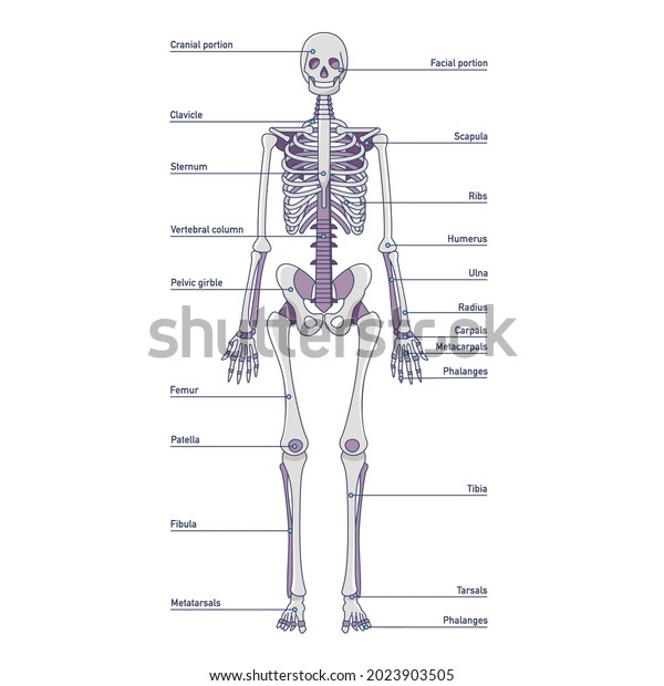 Human Bones Names Anatomical Model Isolated Stock Vector (Royalty Free ...