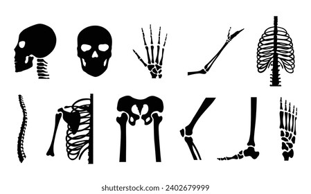Human bones orthopedic and skeleton icon set, bone x-ray image of human joints, anatomy skeleton flat design vector illustration
