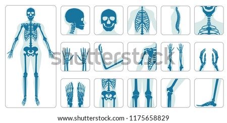 Human bones orthopedic and skeleton icon set on white background, bone x-ray image of human joints, anatomy skeleton flat design vector illustration.