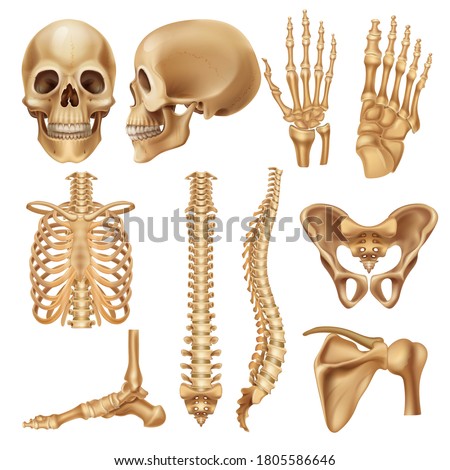Human bones. Realistic skeleton elements for anatomy illustration and medical infographic, human skull spine ribs pelvis and joints. Vector set illustration 3d model skeletal parts