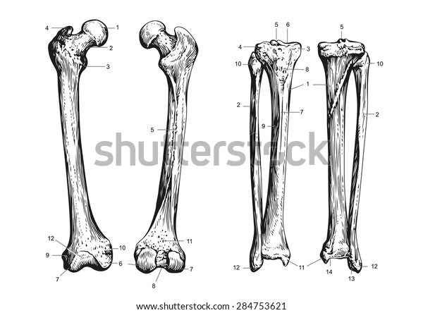 Human Bones Scheme Stock Vector (Royalty Free) 284753621