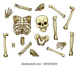 307 Zombie ribs Stock Vectors, Images & Vector Art | Shutterstock