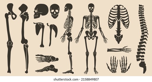 Human bones skeleton anatomy silhouette collection set. High quality detailed vector illustration set