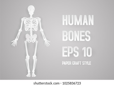 Human bones skeleton . digital craft.vector.paper art and craft style.