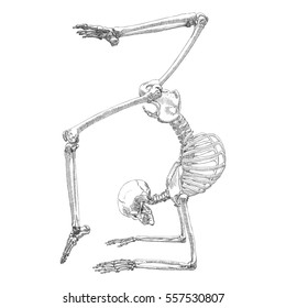 Human bones skeleton drawing. Dancing or doing gymnastic. With arms, legs, skull. Sport vector illustration.