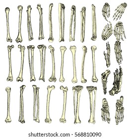 Human bones skeleton drawing set. Collection of  arms, legs, wrists. Vector illustration.