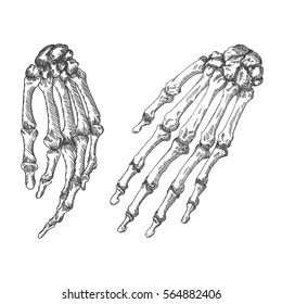 Human bones skeleton hand wrists drawing. Vector illustration.