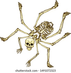 Human bones.  The human skeleton is like a spider.  Devilish creation.  Abstract monster on a white background.