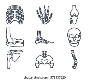 Human Bones Skeleton Line Icon