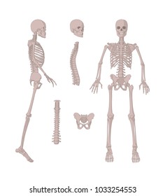 Human bones skeleton set. Scalable 3D Vector illustration.