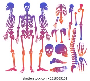 Human bones skeleton silhouette collection set. gradient bright color high detailed vector illustration.