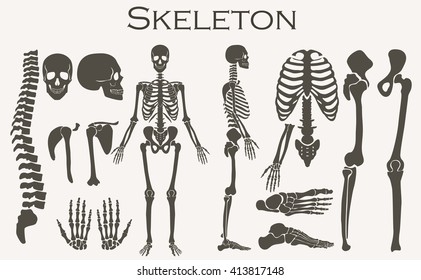 Human bones skeleton silhouette collection set. High detailed Vector illustration.