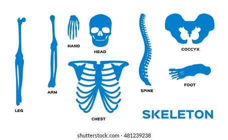 Human bones skeleton silhouette collection set.  Vector illustration.