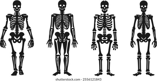 Human bones skeleton silhouette set. Body bone collection Vector illustration.