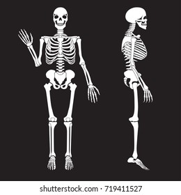 Human bones skeleton silhouette vector. Anatomy of human body.