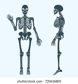 Human bones skeleton silhouette vector. Anatomy of human body.