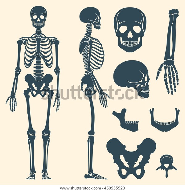 Human bones skeleton silhouette vector. Bone\
set, illustration spine and skull\
bones