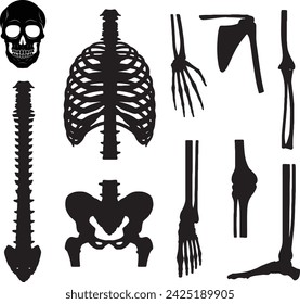 Human bones skeleton structure elements set