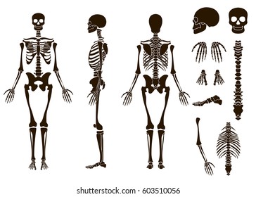 人間の骨 の画像 写真素材 ベクター画像 Shutterstock