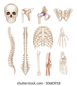 Human Bones, Vector Set