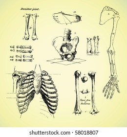 Human bones, vintage vector set