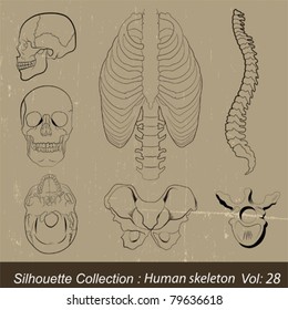 Human bones,a vintage vector set