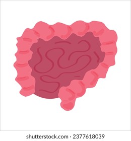 Human bowel on white background