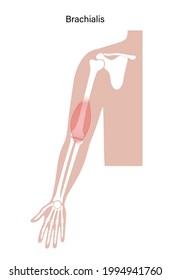 Human brachialis, muscular system concept. Humerus, radius, ulna and scapula bone anatomical poster. Hand bones, joints anatomy. Medical flat vector illustration for clinic, or education. X ray image.