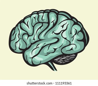 human brain