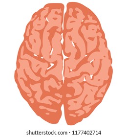 The human brain