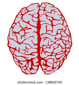human brain