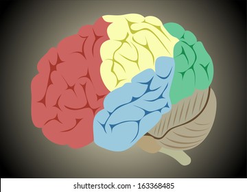 Human brain