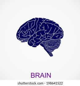 human brain